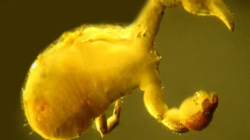 In a parasitic first, a Baltic amber specimen has revealed that millions of years ago tiny worms known as nematodes were living inside of and feeding on the outer protective layer of pseudoscorpions. Photo by George Poinar Jr.