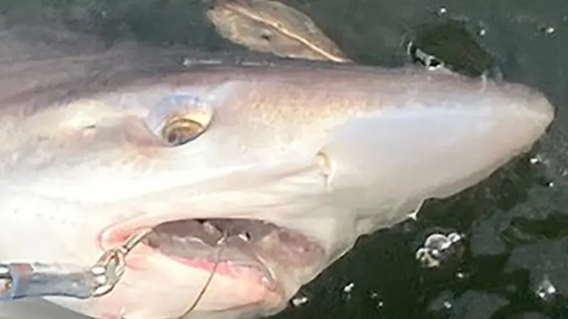 Soupfin shark, photo by Dayv Lowry