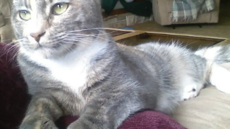 Crash the cat