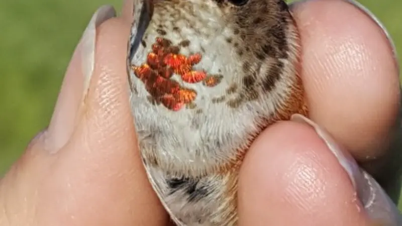 Rufous hummingbird