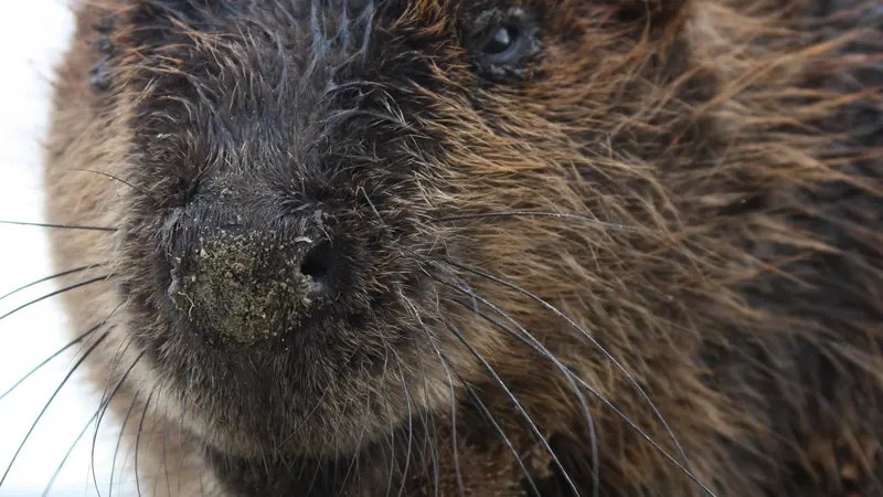beaver