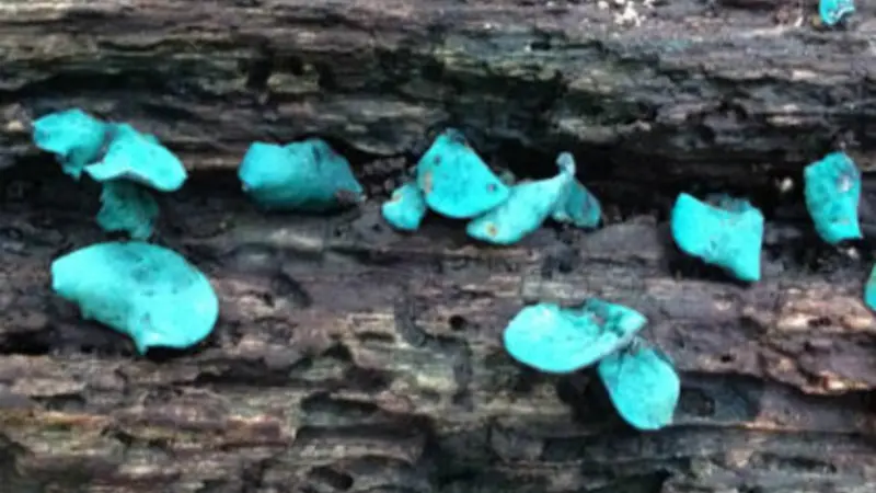 fungi