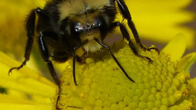bee
