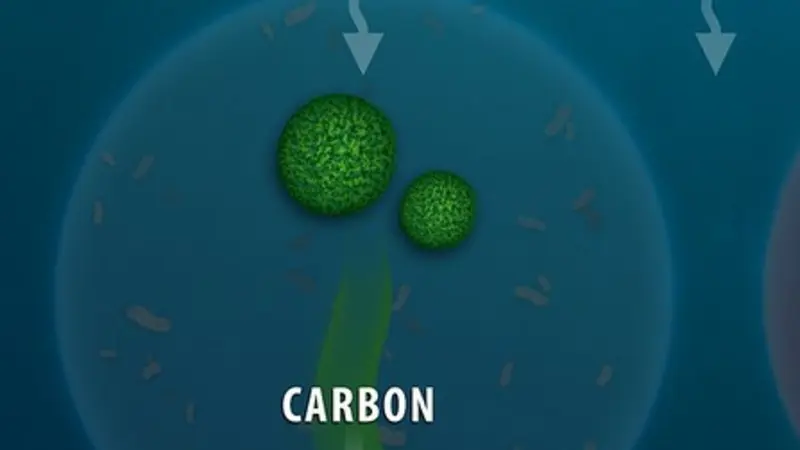 marine carbon cycle