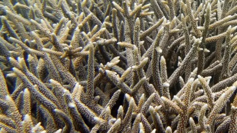 Corals