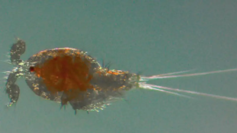 Tigriopus californicus