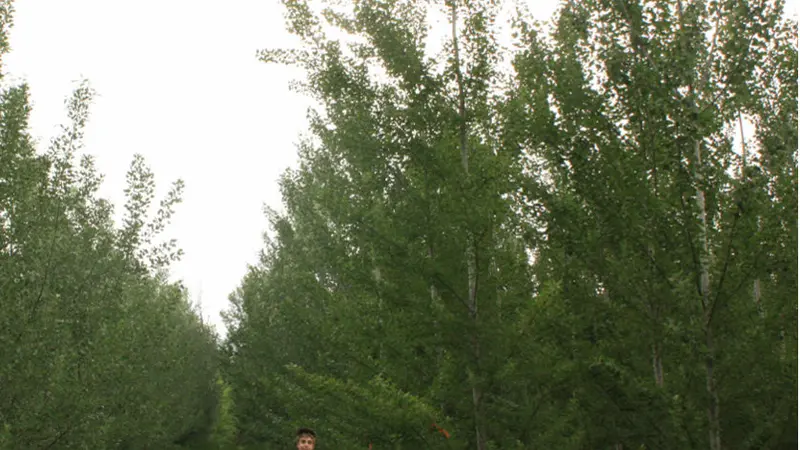 Poplar trees