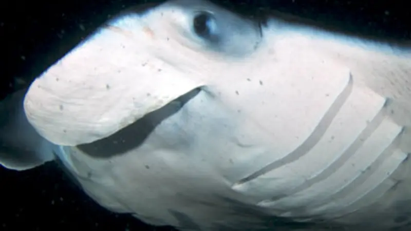 Manta ray