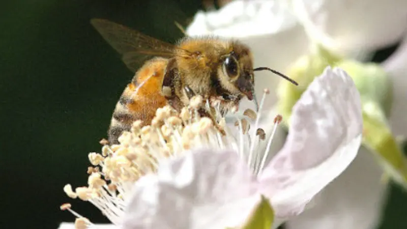 honeybee
