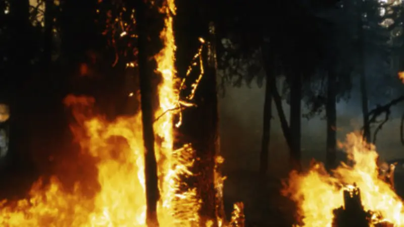 Forest fire