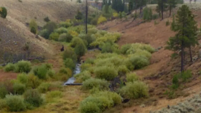 Blacktail Deer Creek