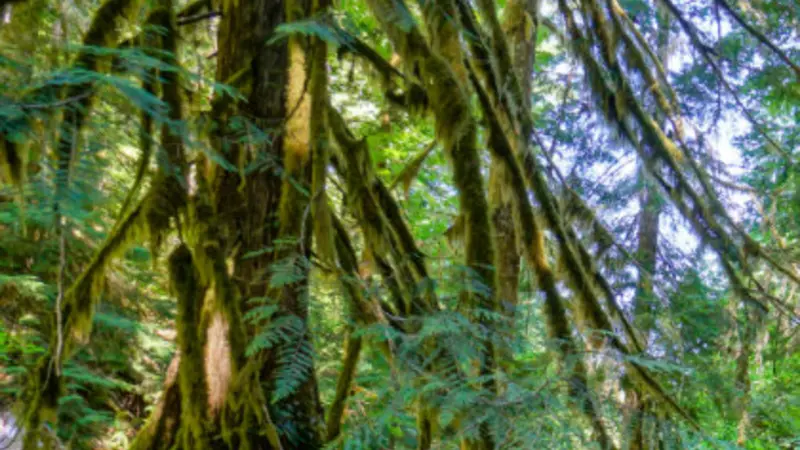 PNW forest