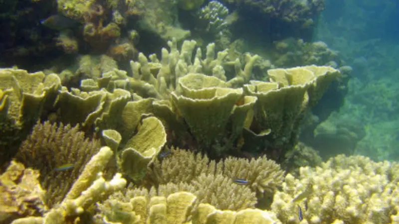 Reef
