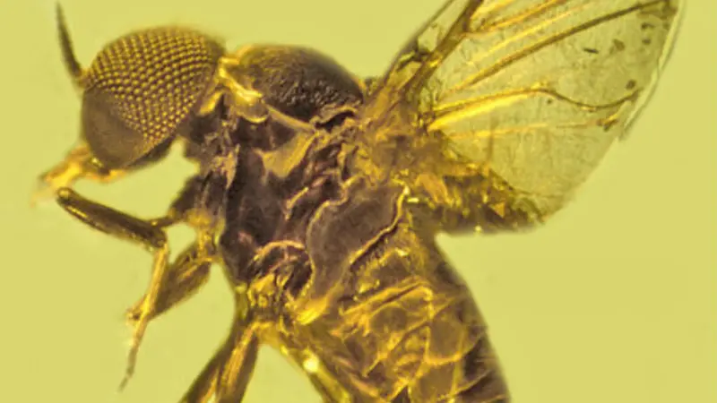 Amber fossil