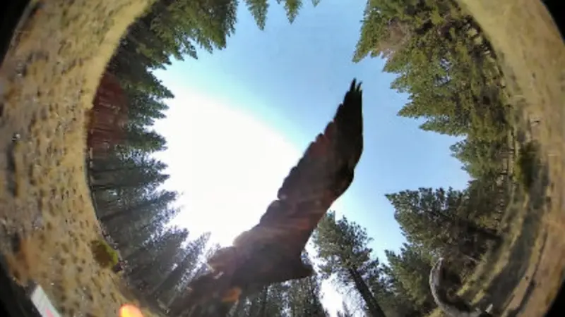 Eagle