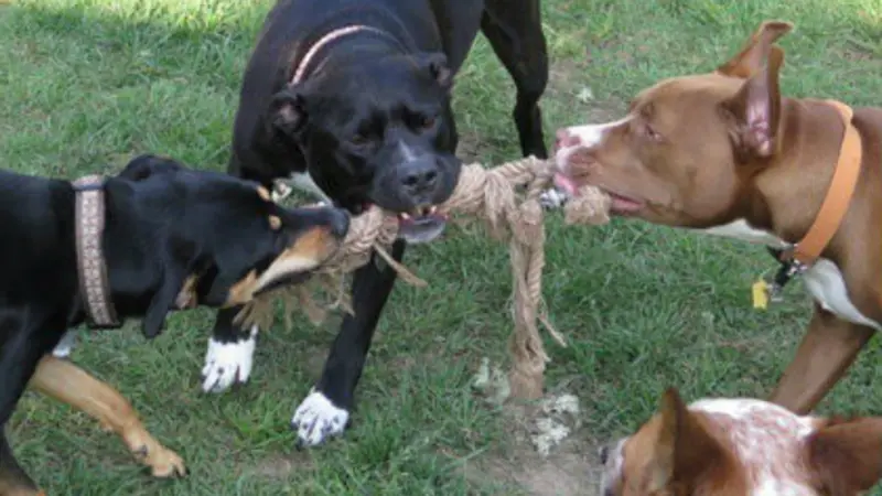 Pit bulls