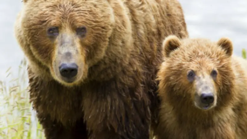 Bears