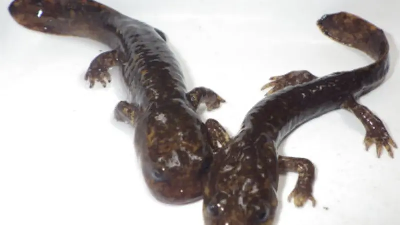 Coastal giant salamanders