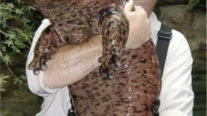 Chinese giant salamander
