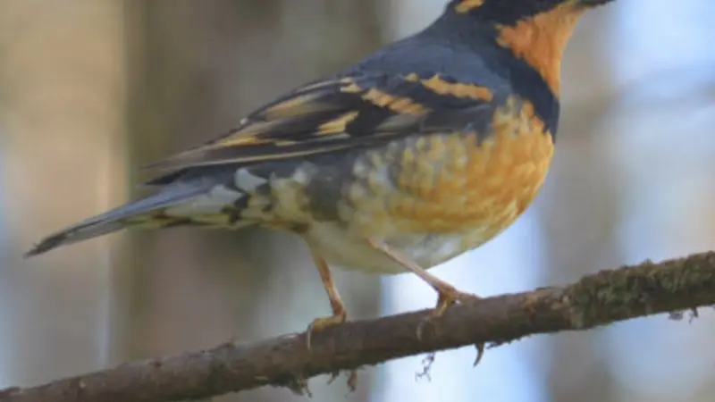 Varied thrush