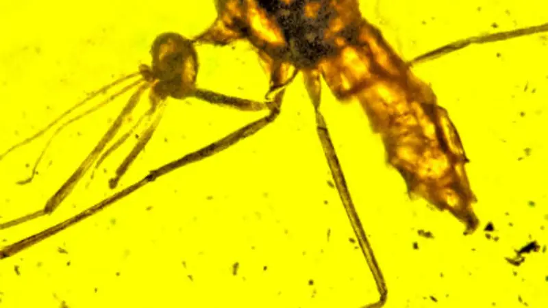 Cretaceous mosquito
