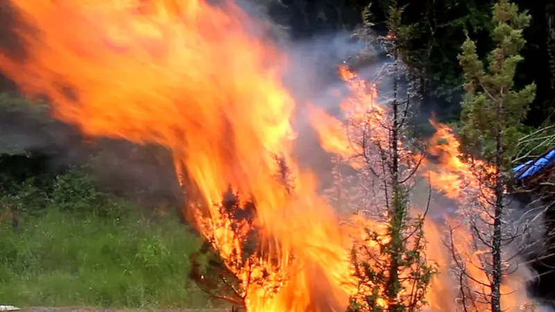 live-fuel wildfire test