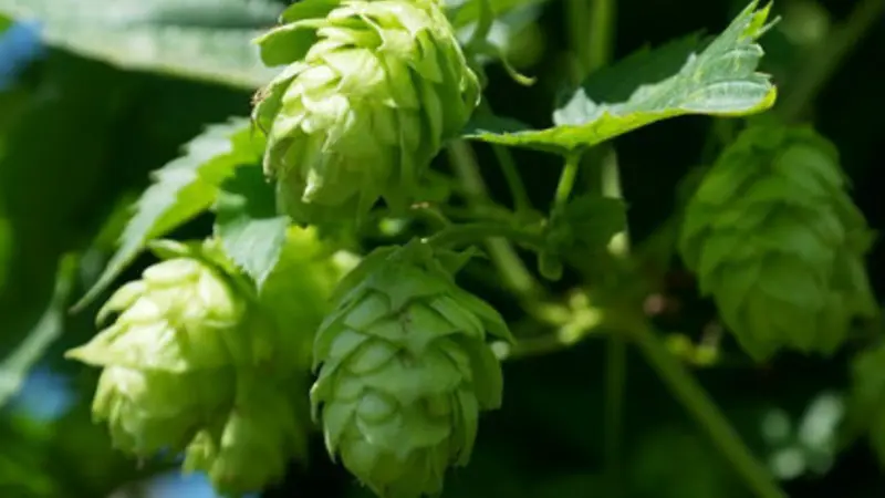 Hops