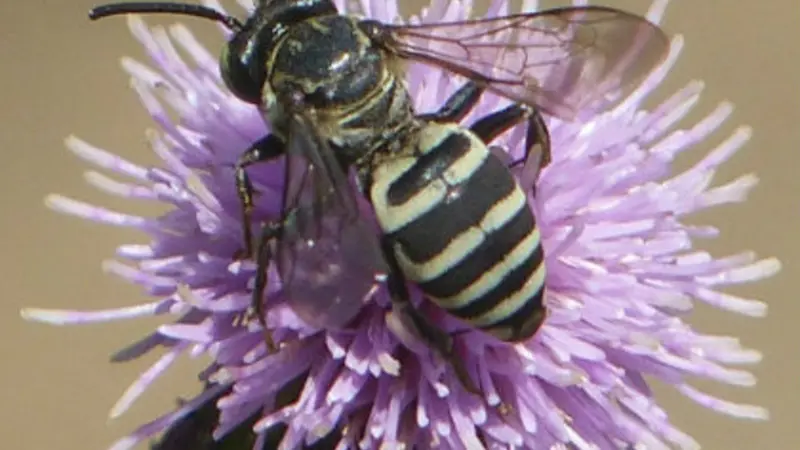 Triepeolus on Canada thistle