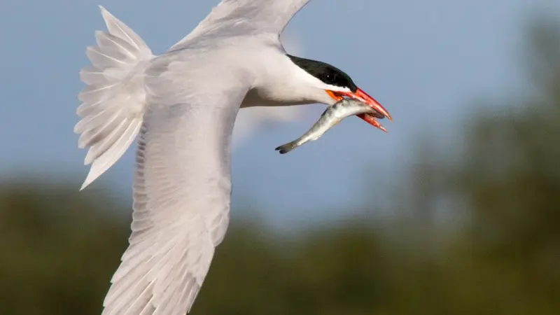 tern with smolt