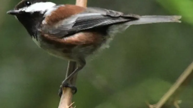 Chestnut-backed chickadee
