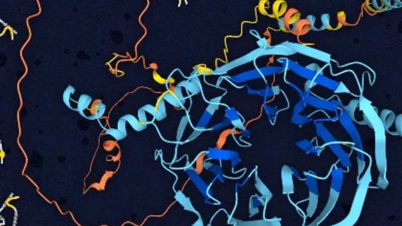 Dynein intermediate chain structure showing folded WD repeat domain in the center (blue) and disordered N-terminal domain (orange). Illustrated on the left are multiple models of open and closed structures of the disordered domain (grey) bound to light ch