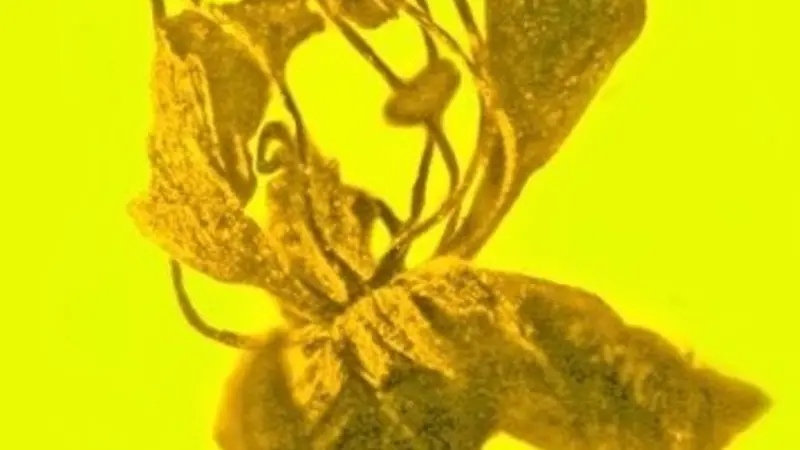 Salpinganthium hispaniolanum