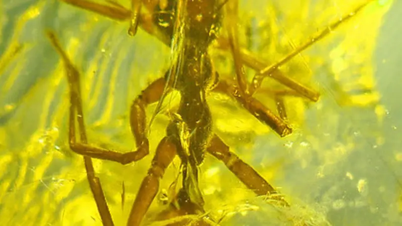 Ant-mimicking spider in fossilized resin