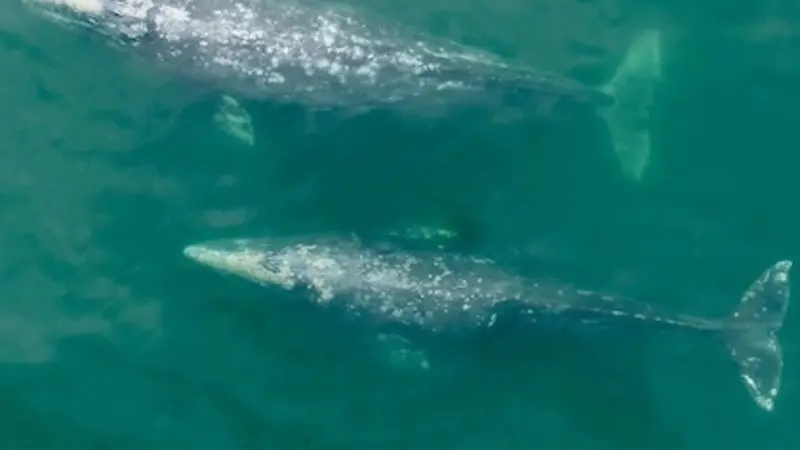 Image is a drone photo of 2 gray whales from above, showing the massive dark blue whales swimming through turquoise-blue water.