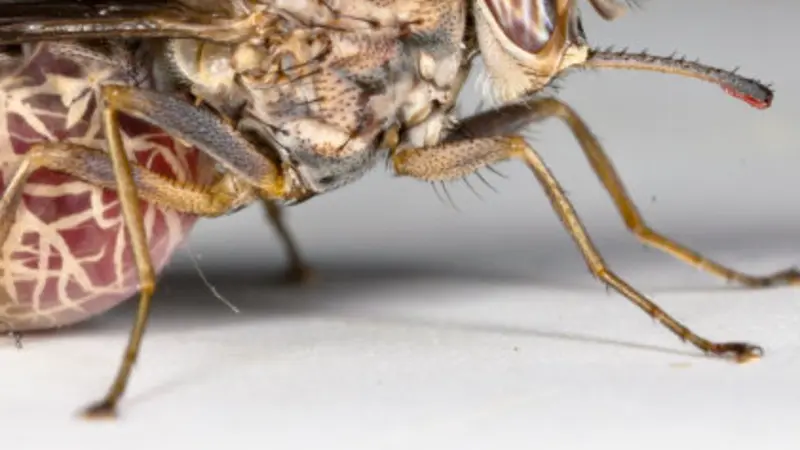 Tsetse fly