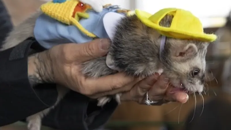 Image shows hands holding a ferret, who is dressed up very nicely with a yellow felt hat and a little blue dress with a white collar. The ferret also has a tiny yellow knit purse with a stuffed bunny on it. She is slaying.