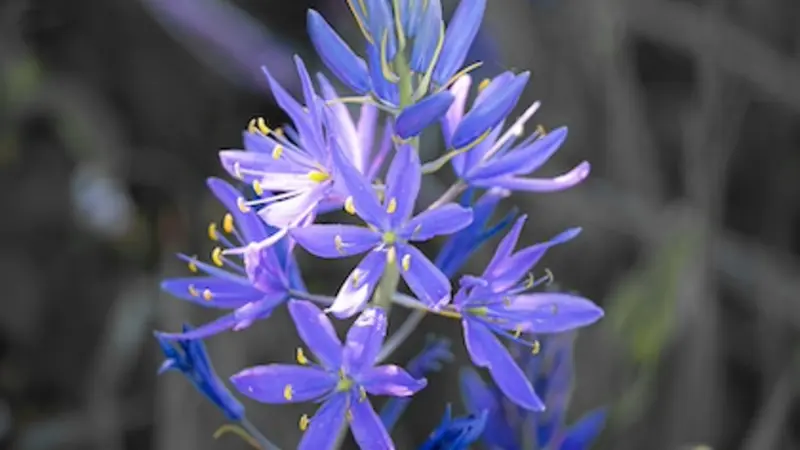 Image shows a stalk of camas with a cluster of blue-violet star-shaped flowers. Photo by Jon Boeckenstedt.