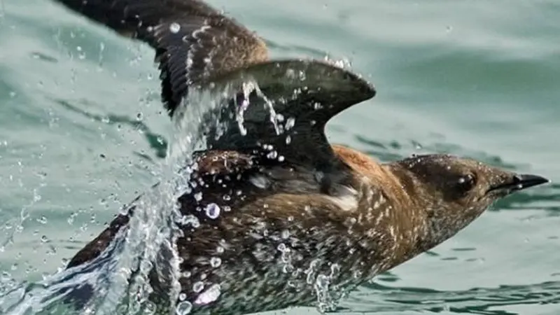 Murrelet; photo by Kim Nelson and Dan Cushing