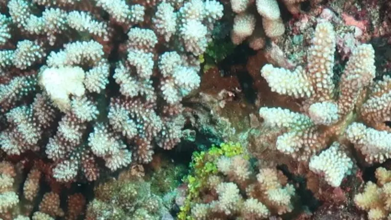 Corals