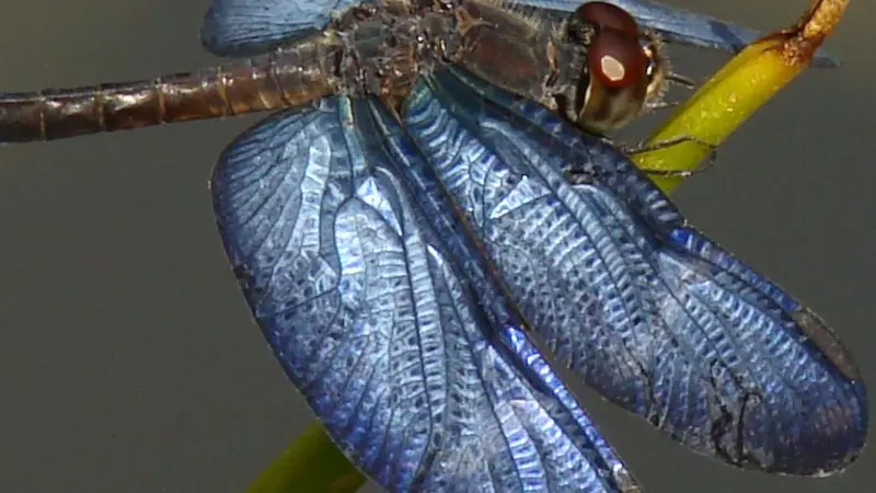 Odonata by LACIA-INPA