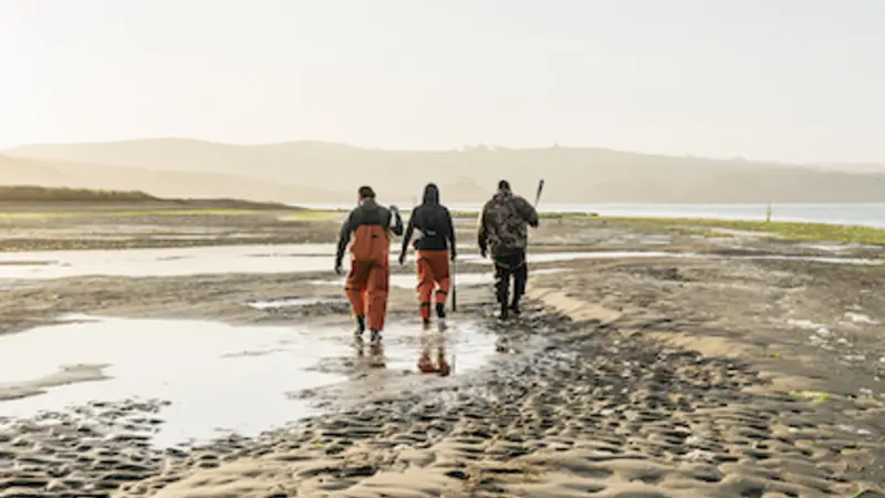 Image shows 3 oyster fishermen in orange waterproof overalls walking over wet sand at Hog Island Oyster Farm, shovels slung over their shoulders.