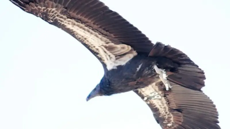 Image shows a majestic California condor in flight, wings stretched wide showing the characteristic white band underneath.