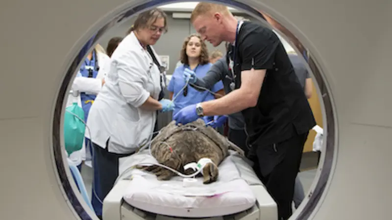 Image shows a view through the perfectly round opening of a CT scanning machine, with a gray harbor seal lying on the table on the other side while veterinarians in scrubs lean over her.