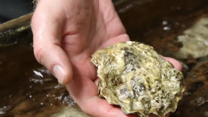 Stock image of a white hand holding an oyster over a tank of water