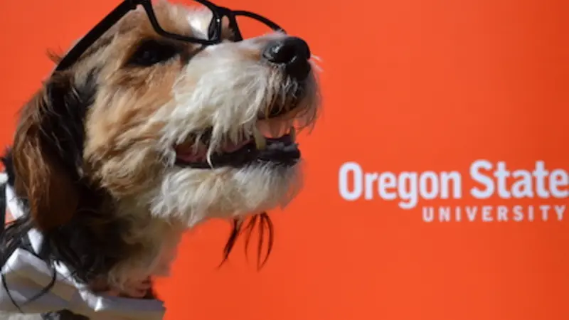 A small terrier with glasses and a bowtie smiles in front of an orange Oregon State University sign
