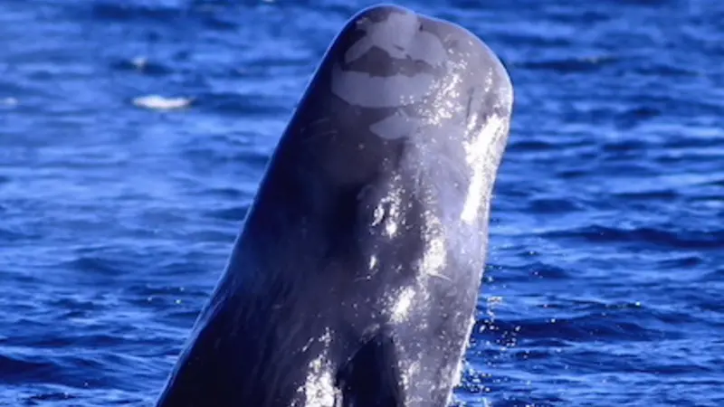 A sperm whale sticks its large, square head out of the water in a pose reminiscent of the narwhal on "Elf" when he says "Bye, Buddy, hope you find your dad!"