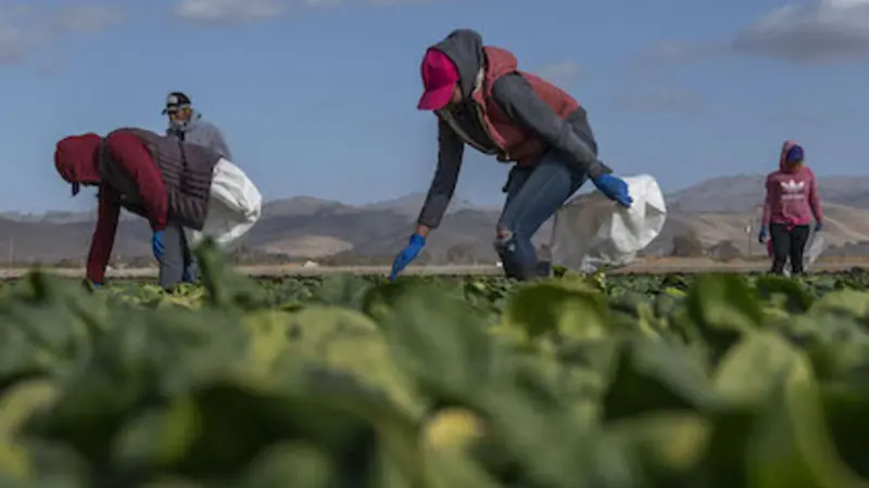 Image of farmworkers picking spinach; green foreground of spinach plants under blue sky dotted with clouds.
