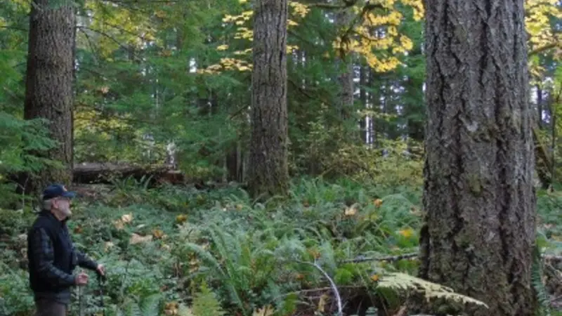 Thinned forest