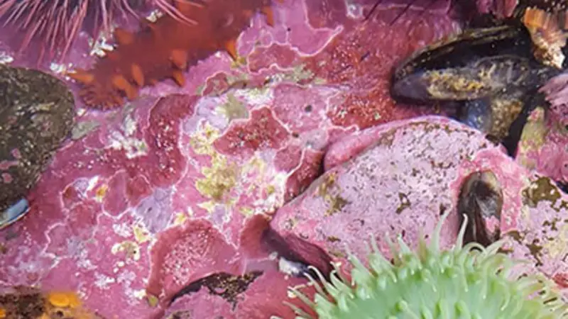 tide pool