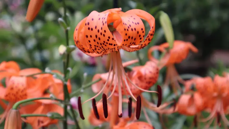A bed of freckled orange tiger lily flowers hanging face down with petals curved up. 